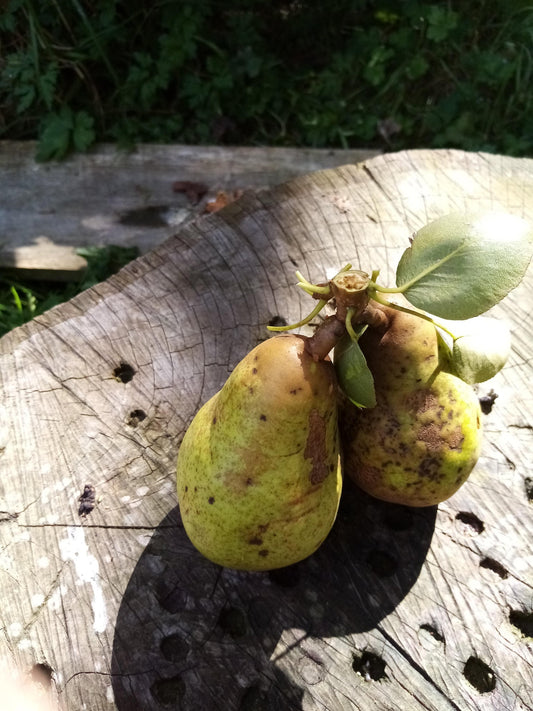Autumn Pear Bellini - Spiced Pear Wine Cocktail Recipe